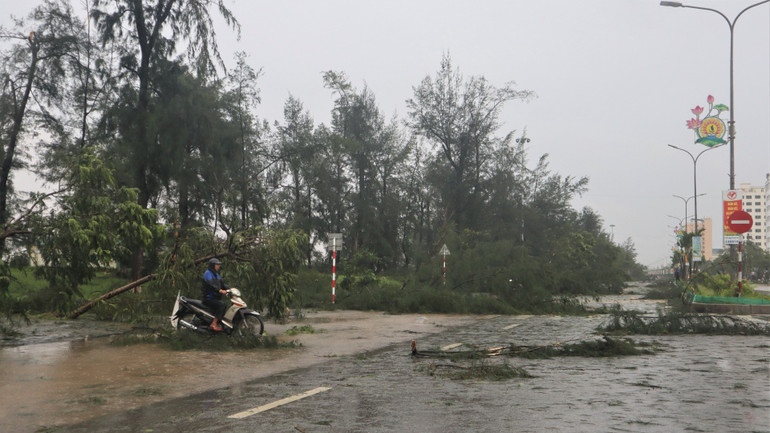 Hàng trăm cây phi lao ven biển Cửa Lò bị gãy đổ. img-8215-4152.jpg