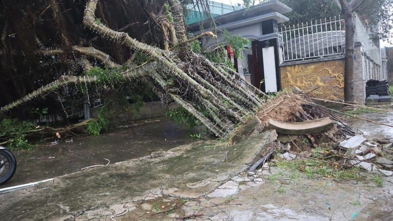 Không ít cổ thụ bị gió quật đổ. img-8254-6631-803.jpg
