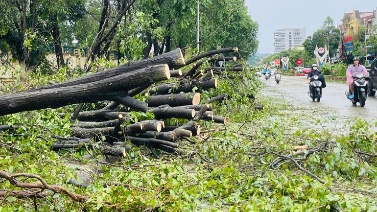 Bão số 5 đã làm hơn 30 nghìn cây xanh trên địa bàn các phường thuộc thành phố Vinh cũ bị gãy, đổ. z6946933678346-85663bc240d5748eebfc4854c21c4ac8.jpg