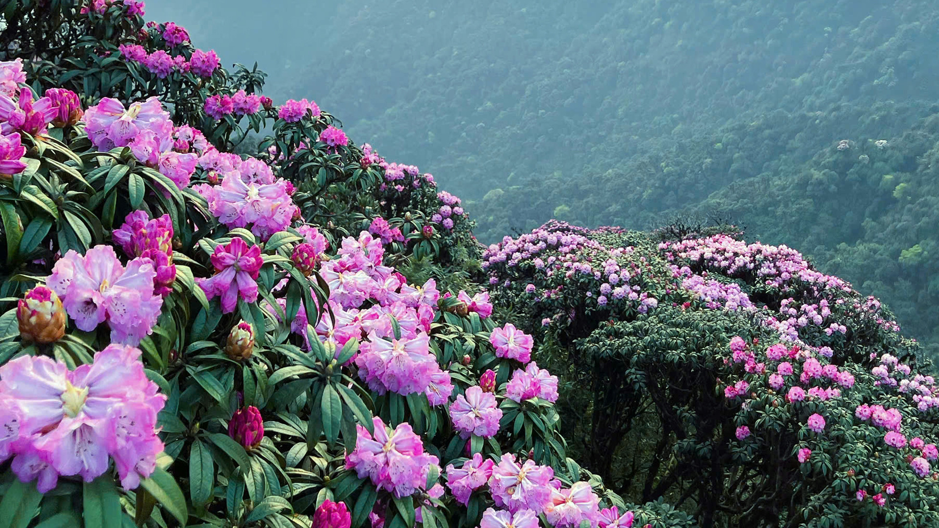 Cuối năm 2024, Tổ chức Kỷ lục Việt Nam (Vietkings) đã công bố quyết định công nhận rừng đỗ quyên cổ thụ tập trung ở đây có diện tích lớn nhất Việt Nam.