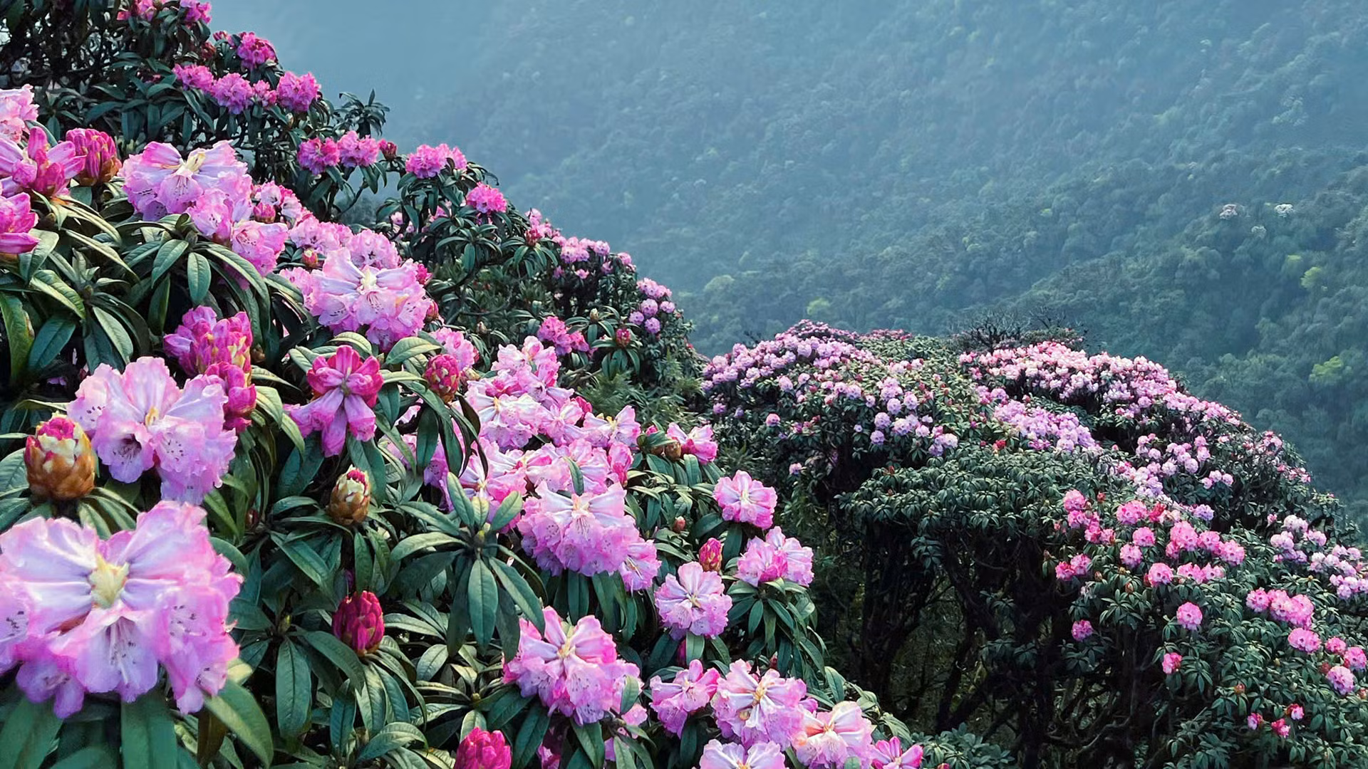 Cuối năm 2024, Tổ chức Kỷ lục Việt Nam (Vietkings) đã công bố quyết định công nhận rừng đỗ quyên cổ thụ tập trung ở đây có diện tích lớn nhất Việt Nam.