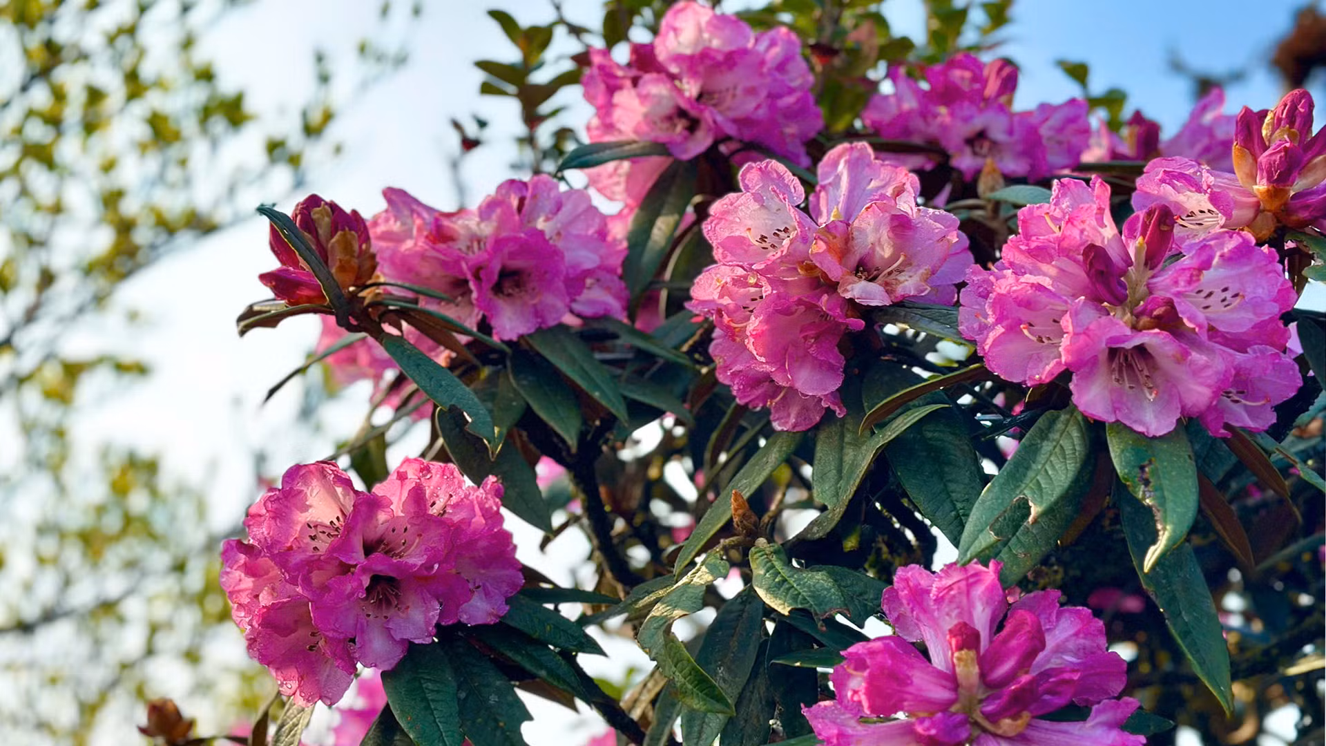 Hoa đỗ quyên còn có tên gọi khác như: Sơn Trà, Mãn Sơn Hồng.