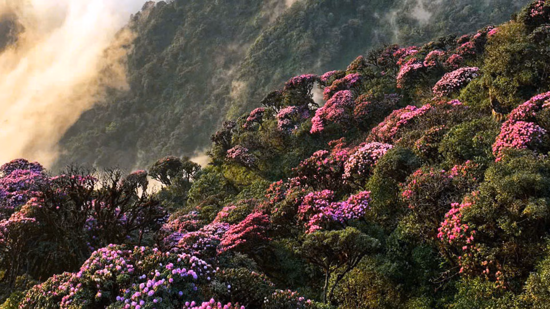 Đỗ quyên ở Lai Châu bắt đầu nở vào cuối tháng 2 và nở rộ trong tháng 3.