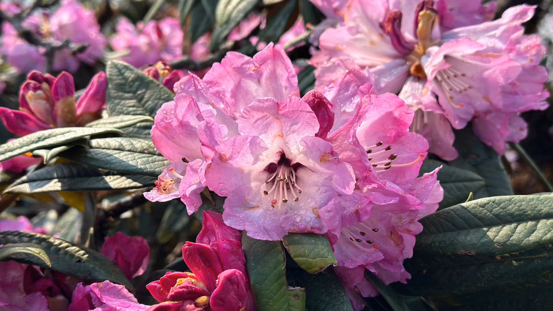 Những bông đỗ quyên mang vẻ đẹp rực rỡ và quyến rũ của núi rừng.