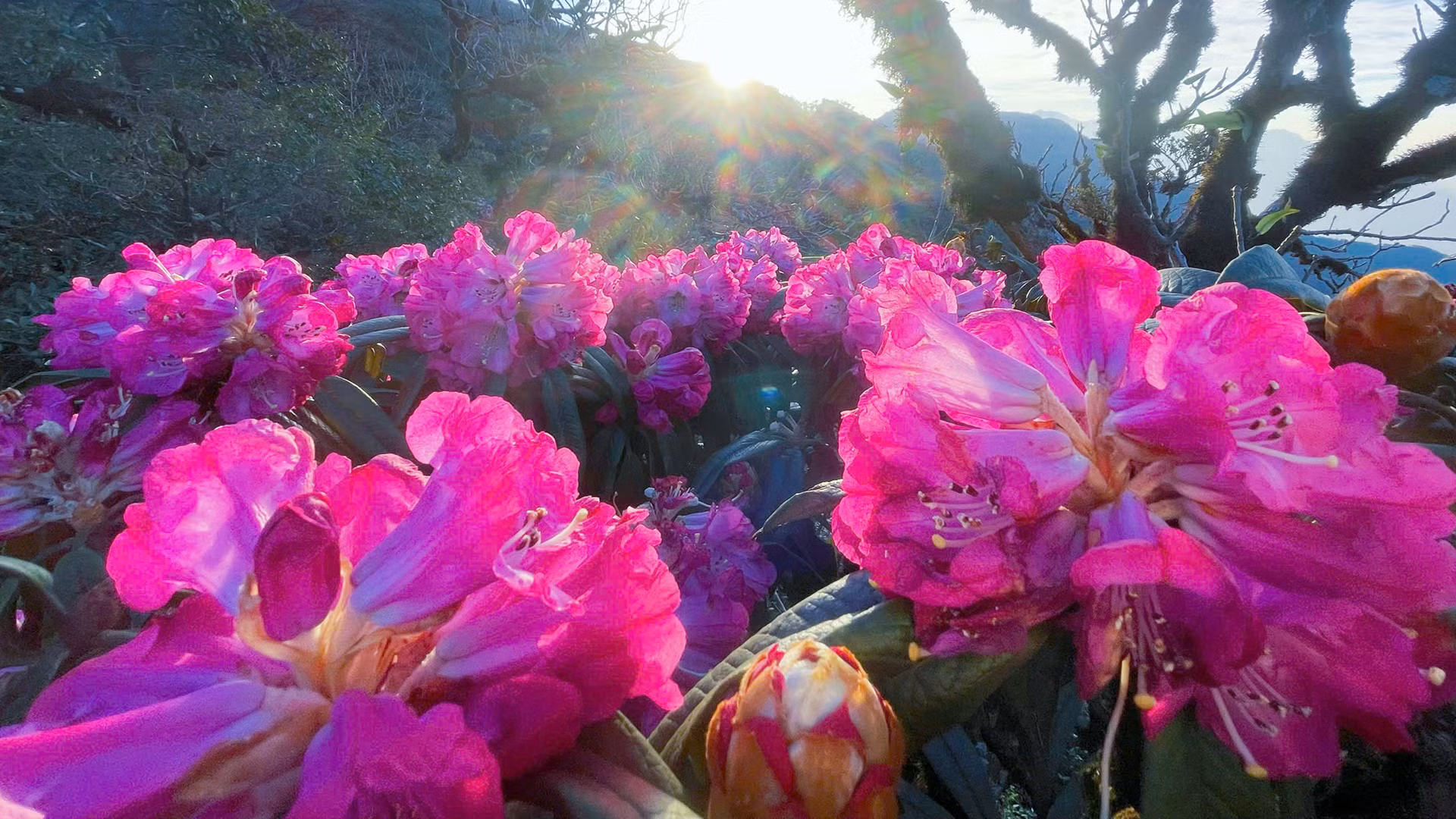 Những bông đỗ quyên mang vẻ đẹp rực rỡ và quyến rũ của núi rừng.