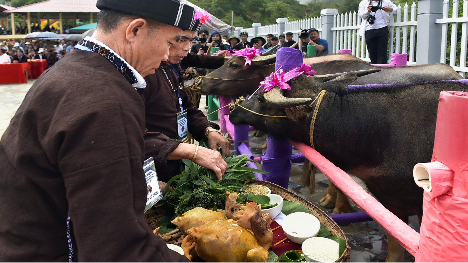 Khi trâu được đưa vào ô quy định, các thầy mo lần lượt làm lễ cho từng con. Khi trâu được đưa vào ô quy định, các thầy mo lần lượt làm lễ cho từng con.