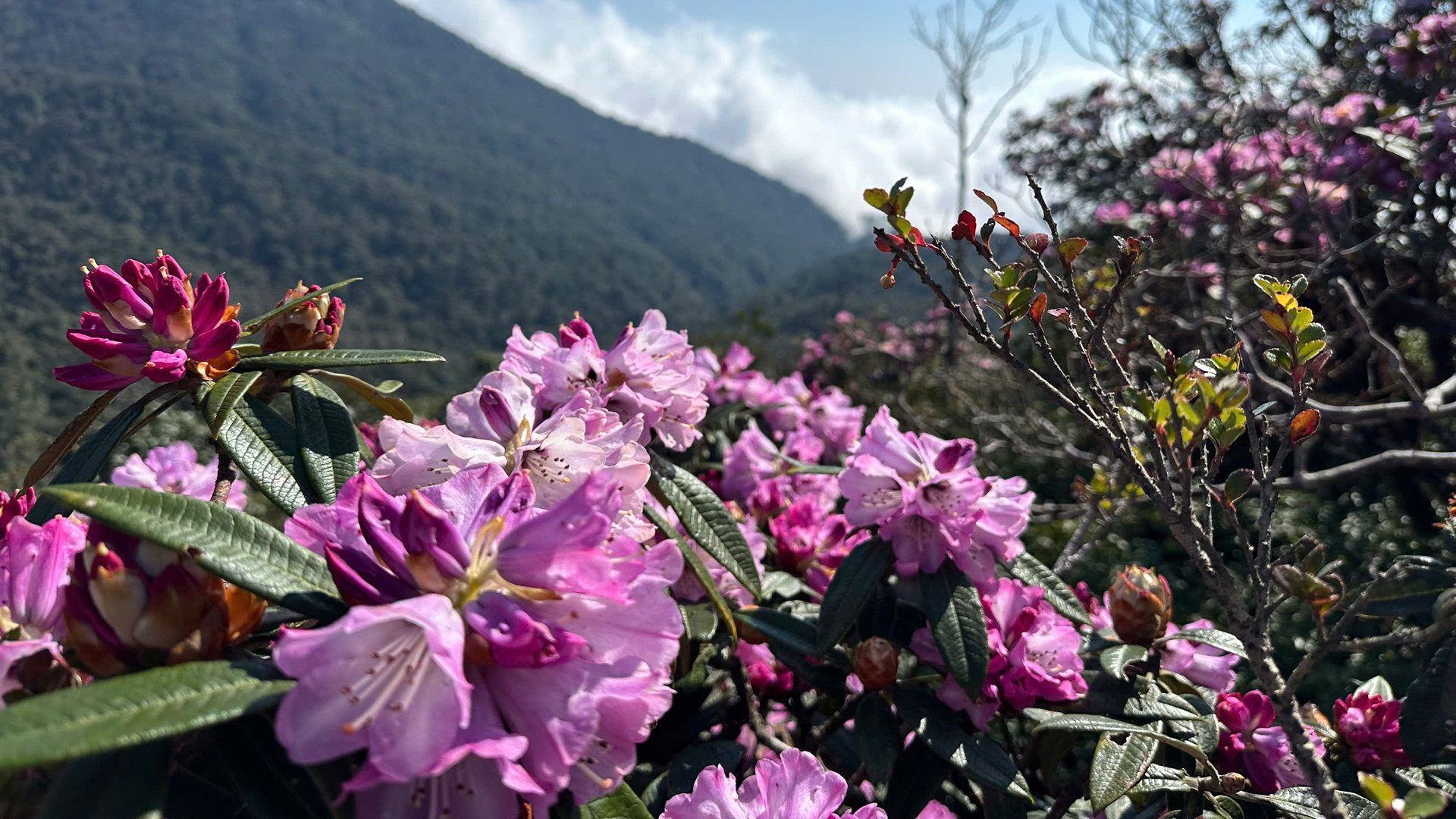 Hoa đỗ quyên còn có tên gọi khác như: Sơn Trà, Mãn Sơn Hồng.