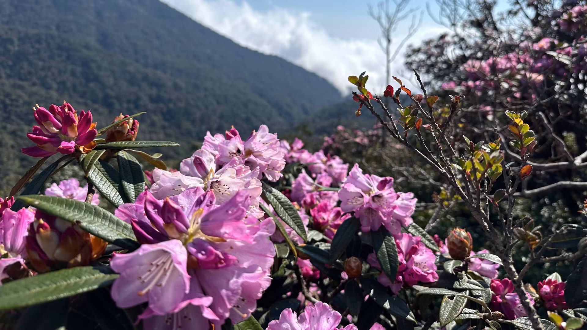 Hoa đỗ quyên còn có tên gọi khác như: Sơn Trà, Mãn Sơn Hồng.