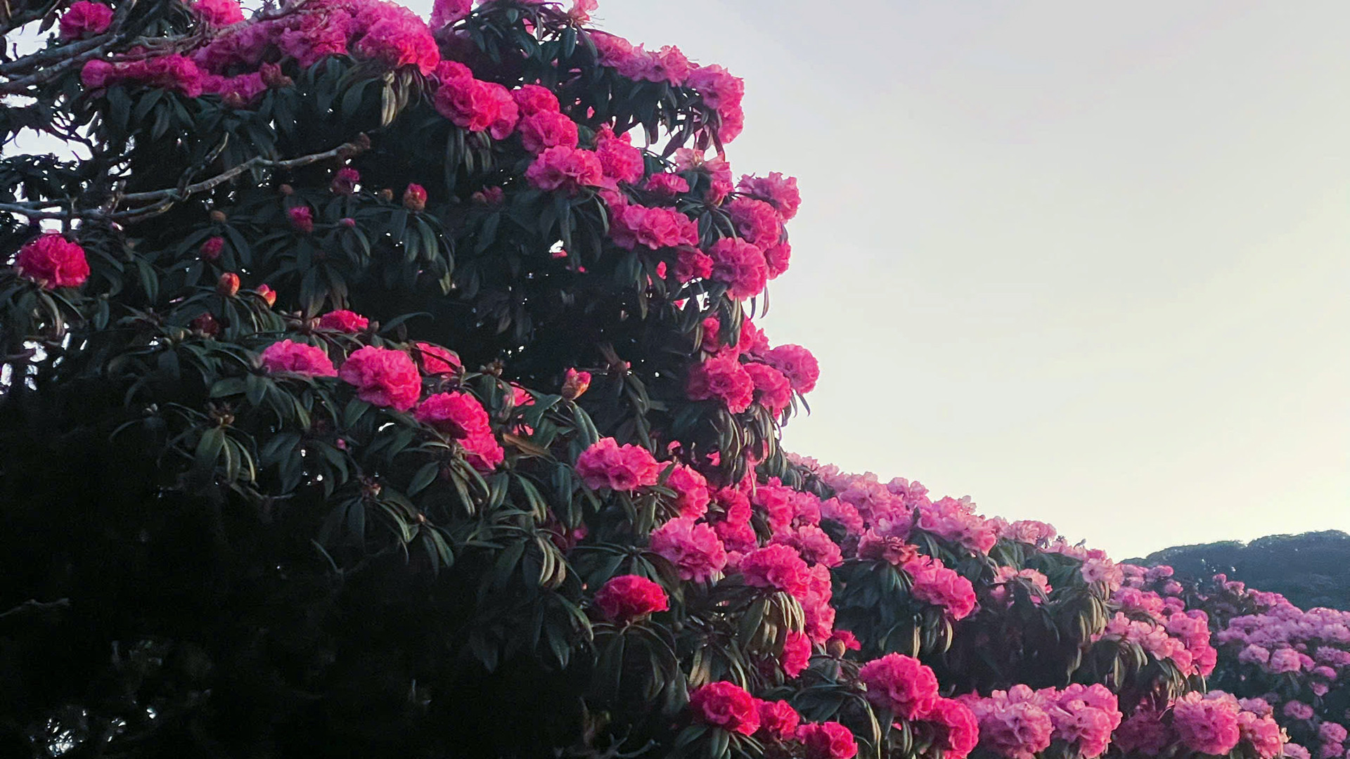 Leo núi ngắm đỗ quyên và khám phá chinh phục các đỉnh núi cao là một trong những định hướng phát triển du lịch của Lai Châu.