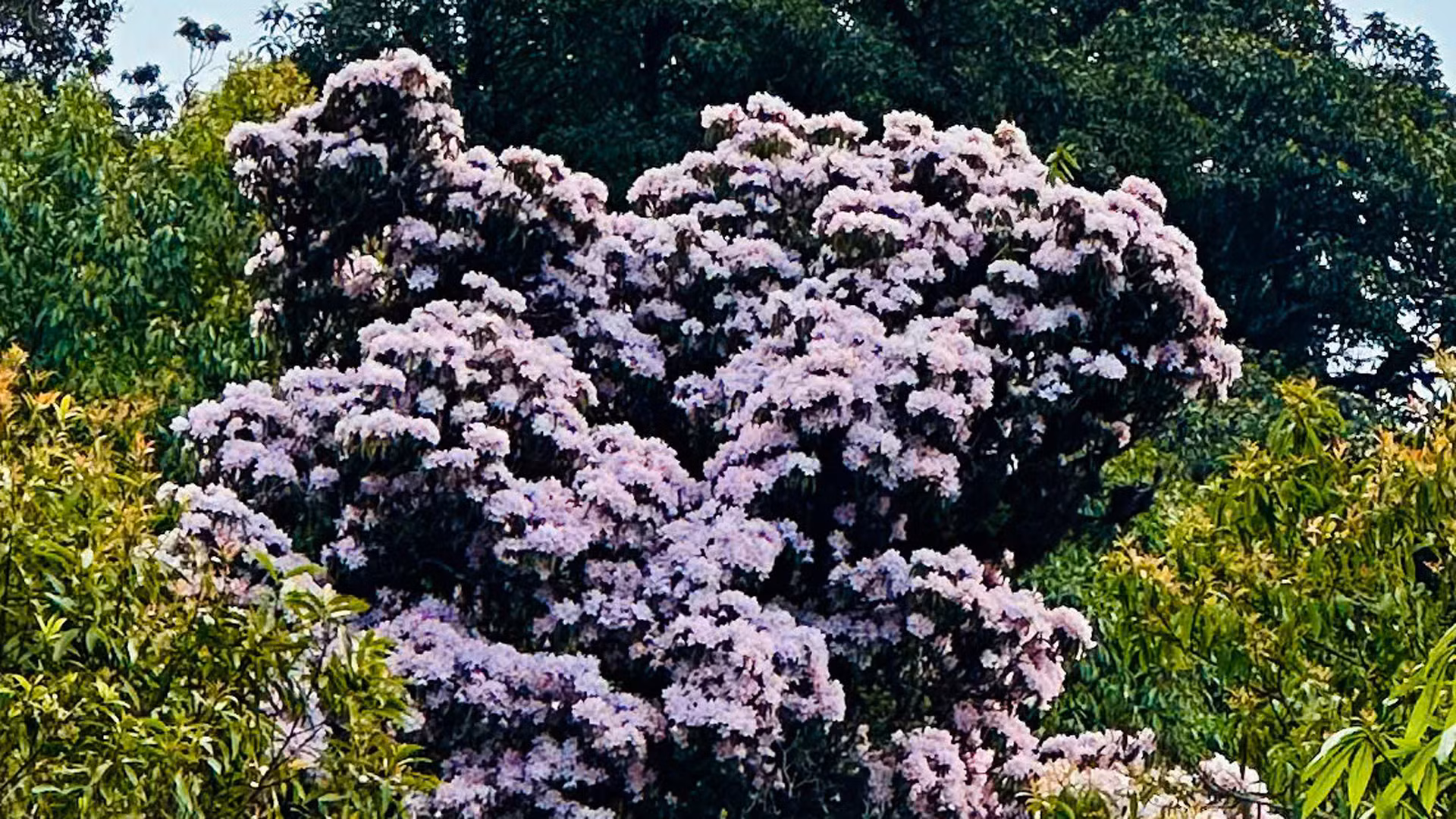 Với đủ loại màu sắc như: vàng, đỏ, hồng, tím, trắng...