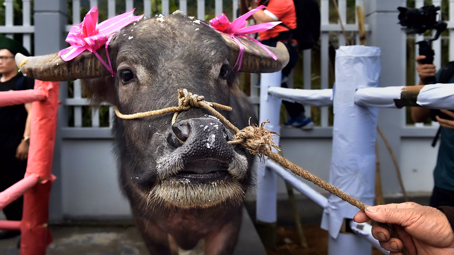 Một chú trâu đã hoàn thành lễ cúng “Sú Khon Khoài". Một chú trâu đã hoàn thành lễ cúng “Sú Khon Khoài".