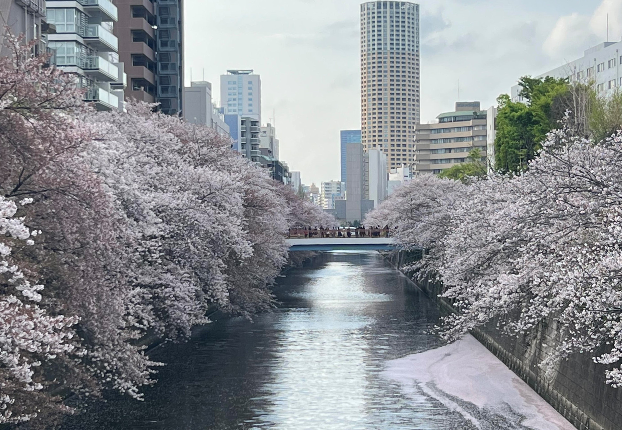 Hoa mọc dày hai bên bờ sông...