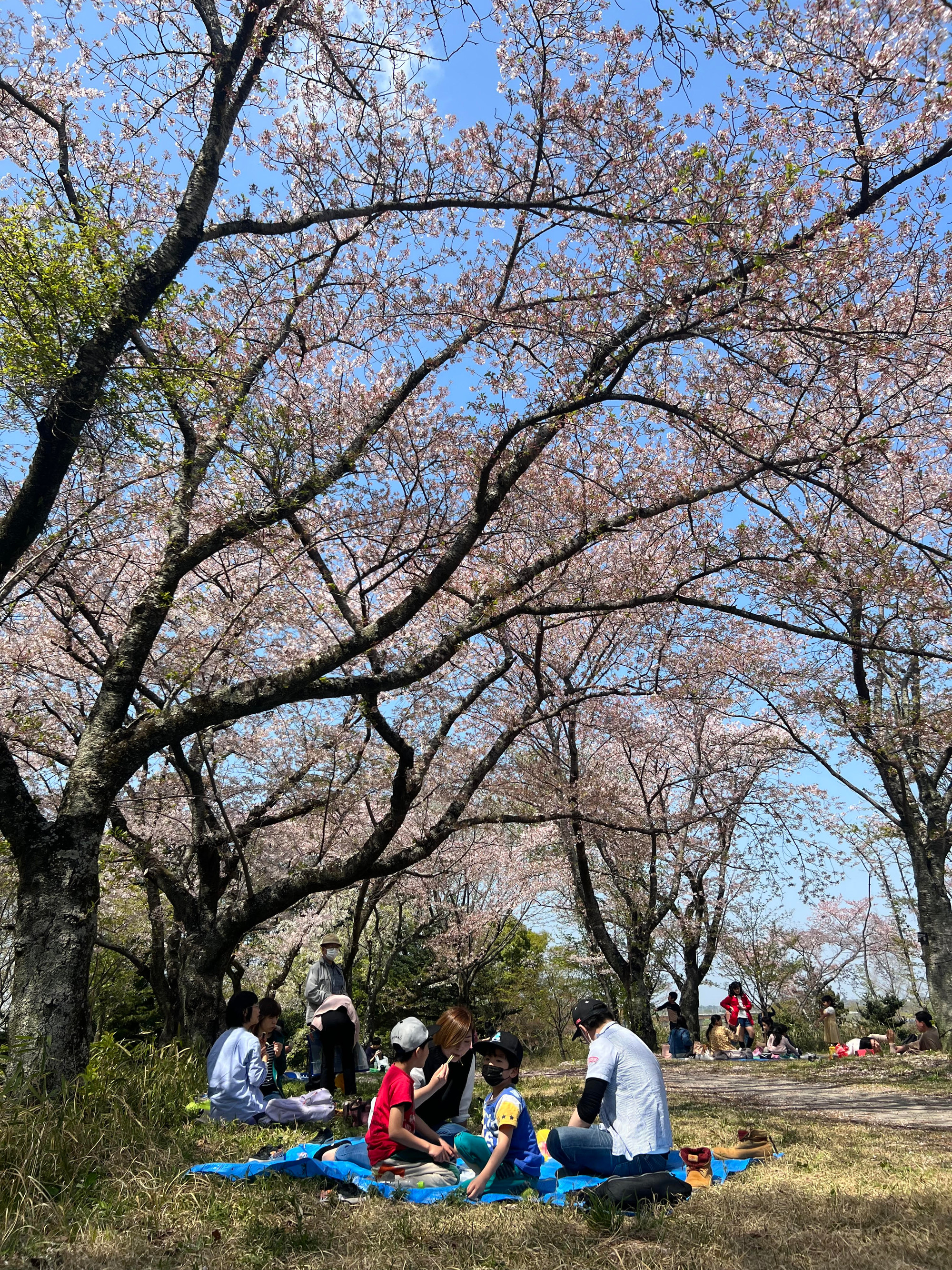 Người dân địa phương ăn trưa dưới tán hoa.