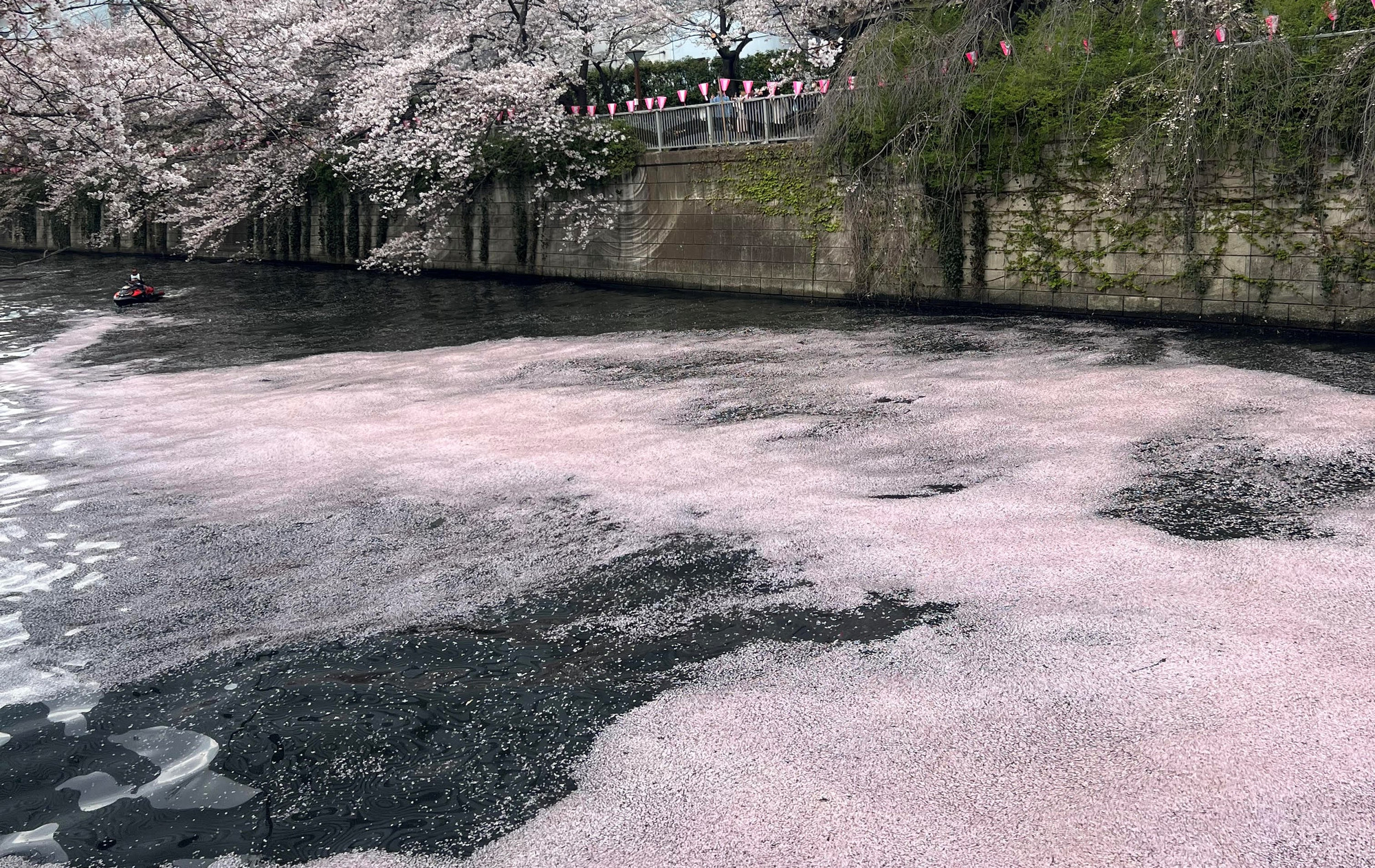 ...và phủ kín mặt nước.