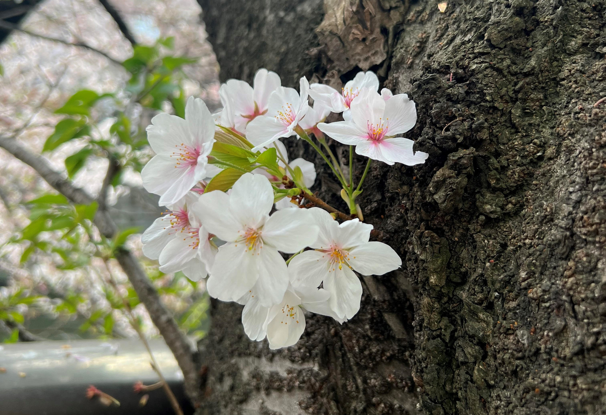 Mặc dù Quốc hoa của Nhật Bản là hoa cúc nhưng anh đào mới là loài hoa nhắc mọi người về xứ sở này.