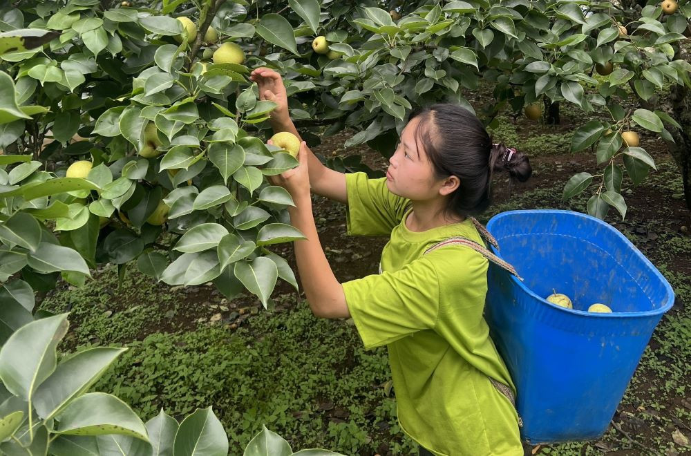 Người dân xã Giang Ma hái lê mang bán cho du khách mang về làm quà.
