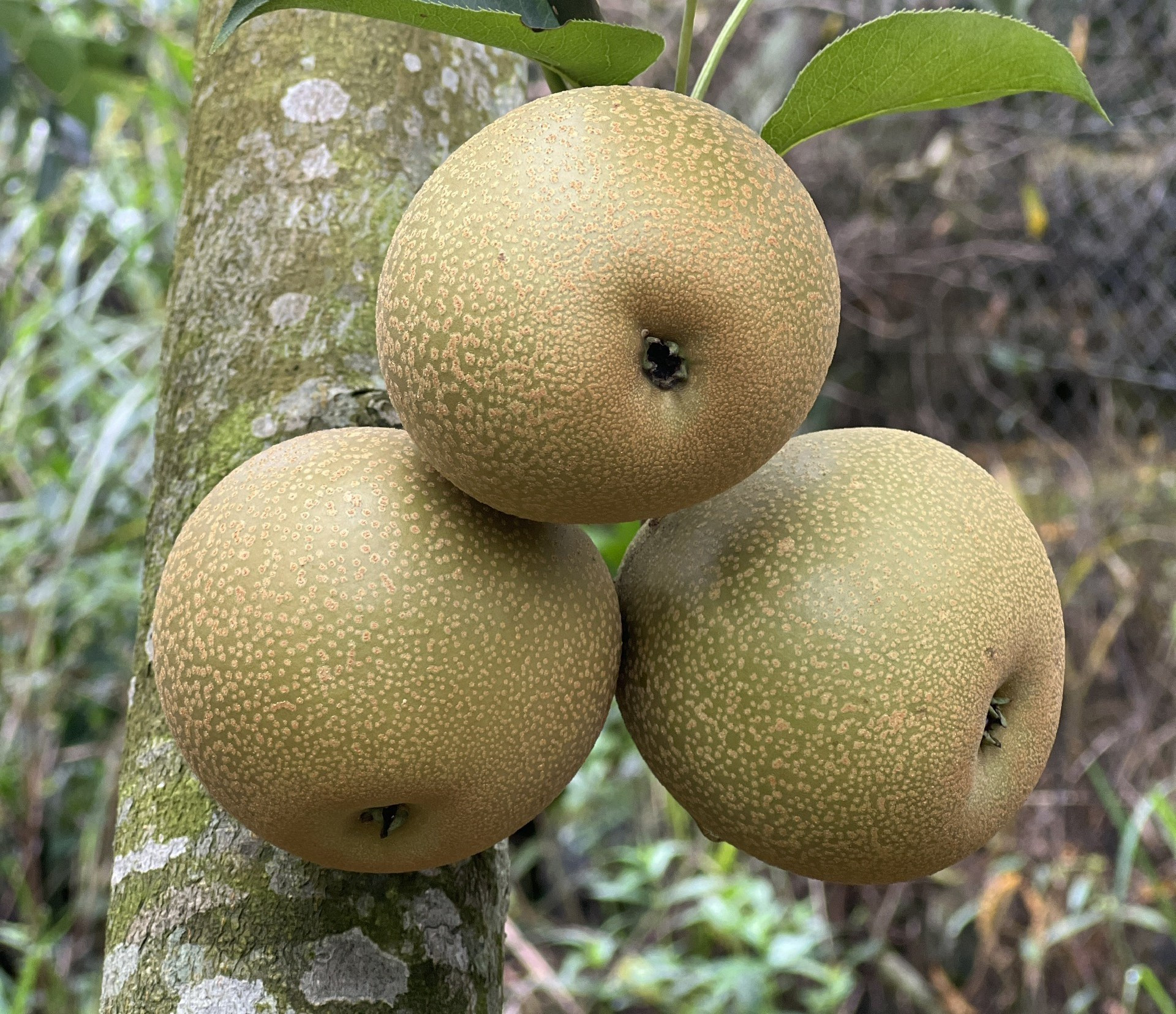 Lê Giang Ma có vị ngọt, thanh mát.