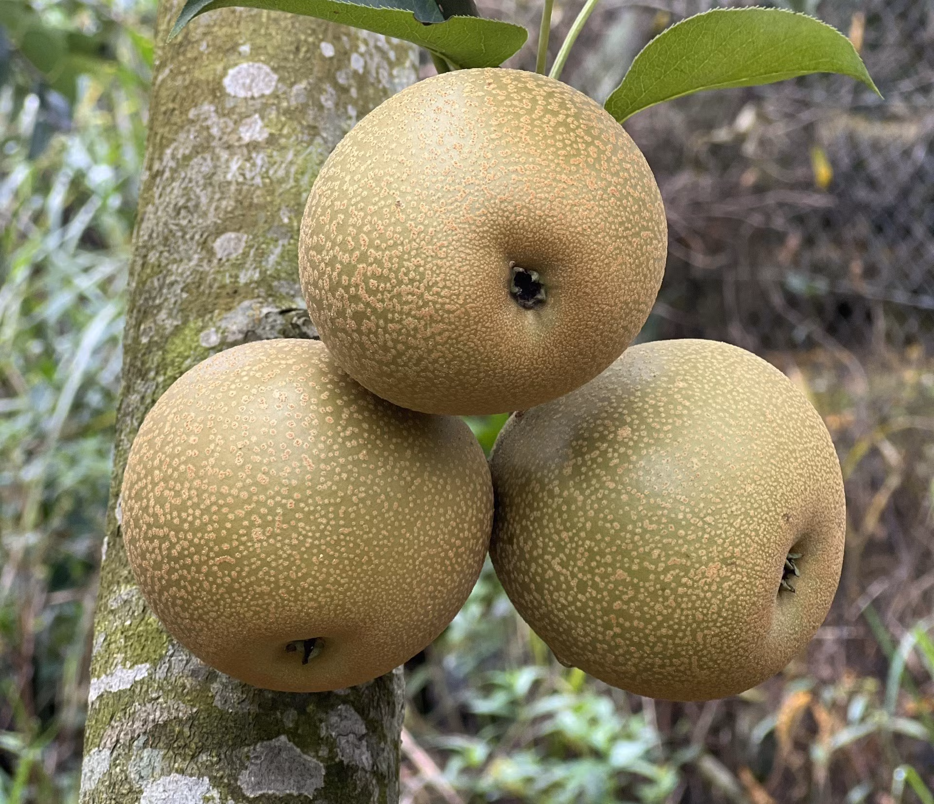 Lê Giang Ma có vị ngọt, thanh mát. Lê Giang Ma có vị ngọt, thanh mát.