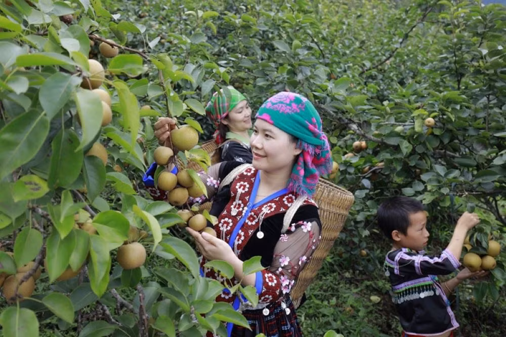 Ngày hội hái lê xã Giang Ma lần thứ I năm 2024 tổ chức vào ngày 22/6. (Ảnh: Huyện ủy Tam Đường)