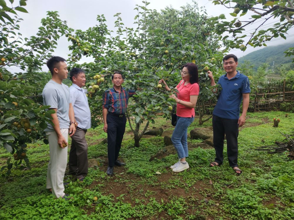 Du khách trải nghiệm hái lê tại vườn.