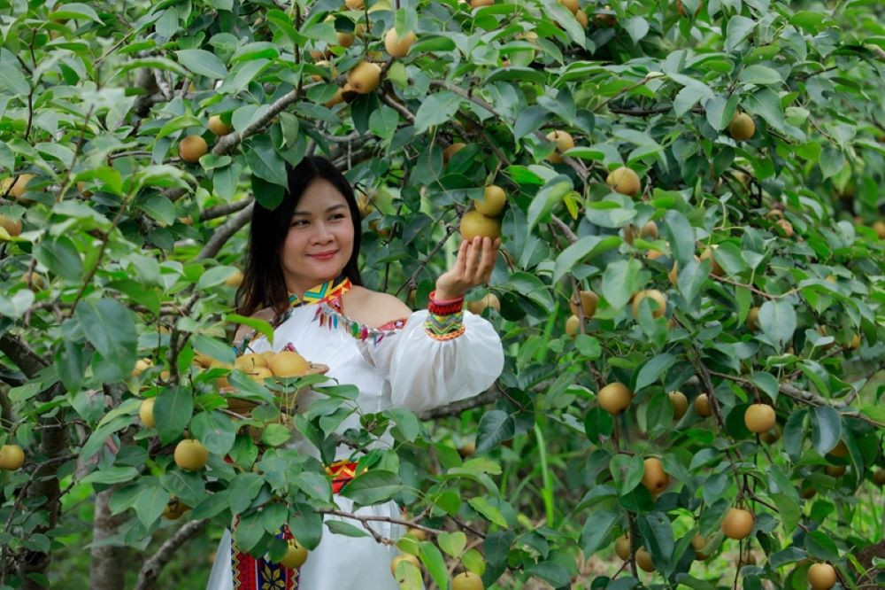 Vườn lê thôn Giang Ma, địa điểm được lựa chọn là tham quan trong ngày hội.