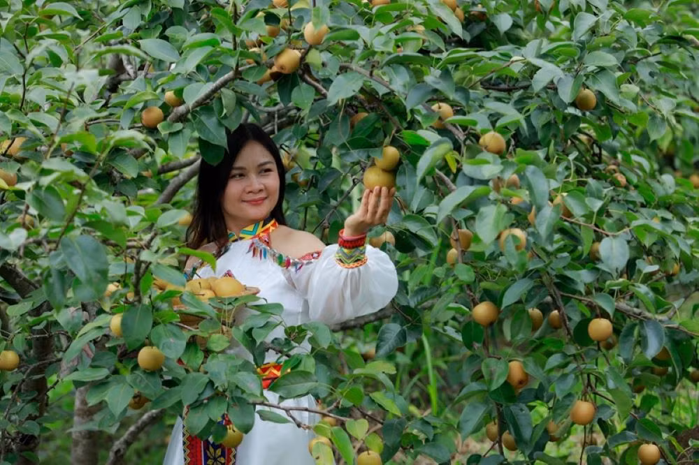 Vườn lê thôn Giang Ma, địa điểm được lựa chọn là tham quan trong ngày hội. Vườn lê thôn Giang Ma, địa điểm được lựa chọn là tham quan trong ngày hội.