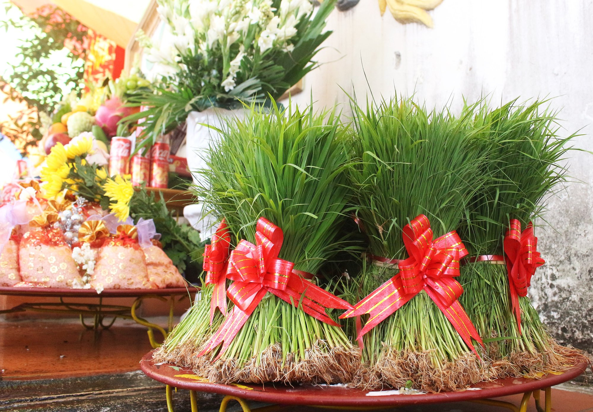 Những bó mạ tươi tốt được người dân lựa chọn để tái hiện cảnh Vua Hùng dạy dân cấy lúa.