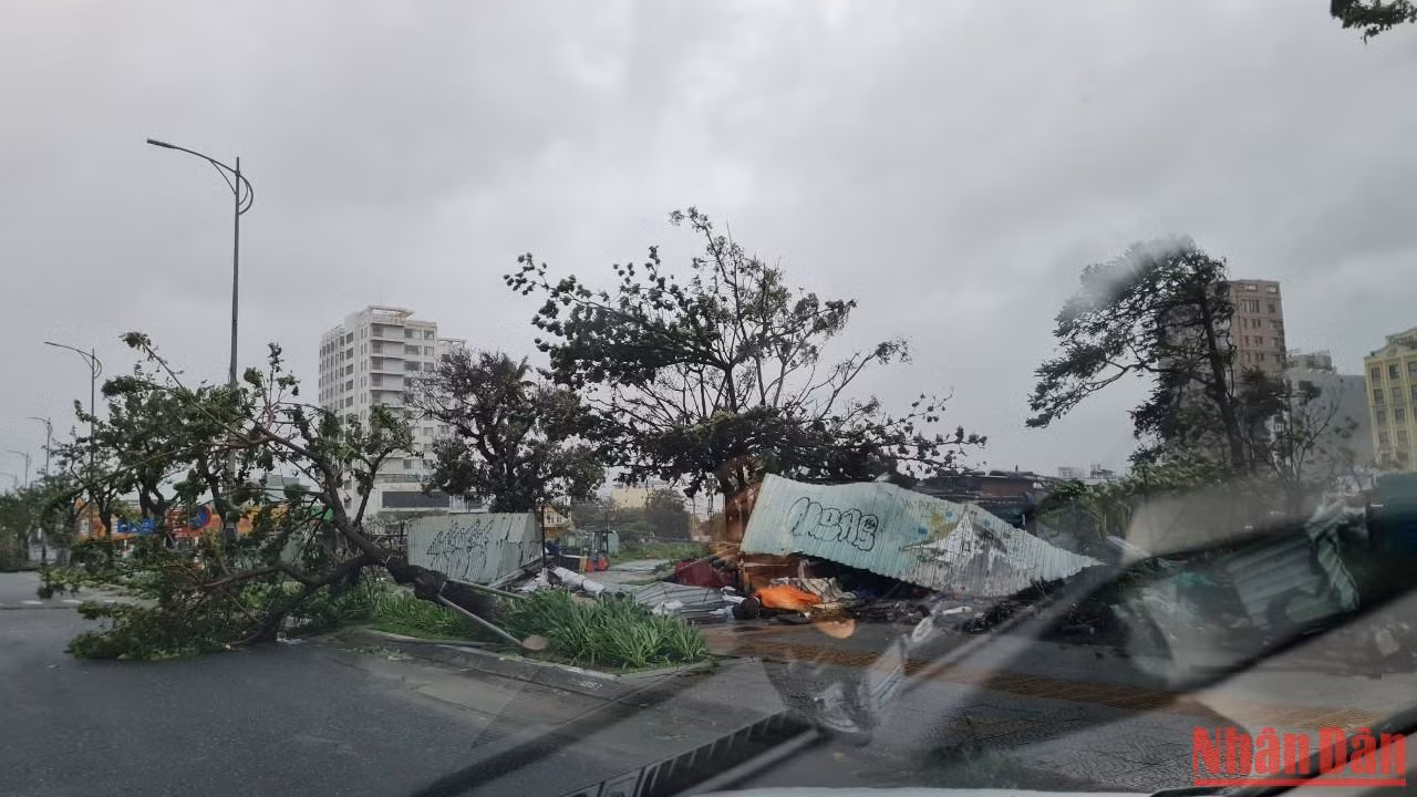 Cây xanh ngã đổ trên nhiều tuyến đường tại Đà Nẵng. (Ảnh: THANH TÙNG)