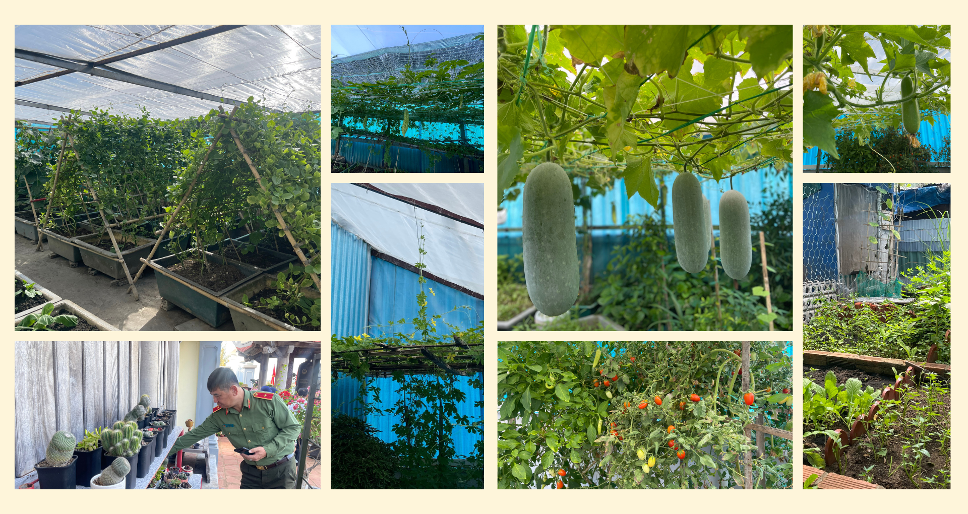 Vườn rau xanh mát trên đảo Trường Sa, Đá Tây A, Sinh Tồn... Vườn rau xanh mát trên đảo Trường Sa, Đá Tây A, Sinh Tồn...