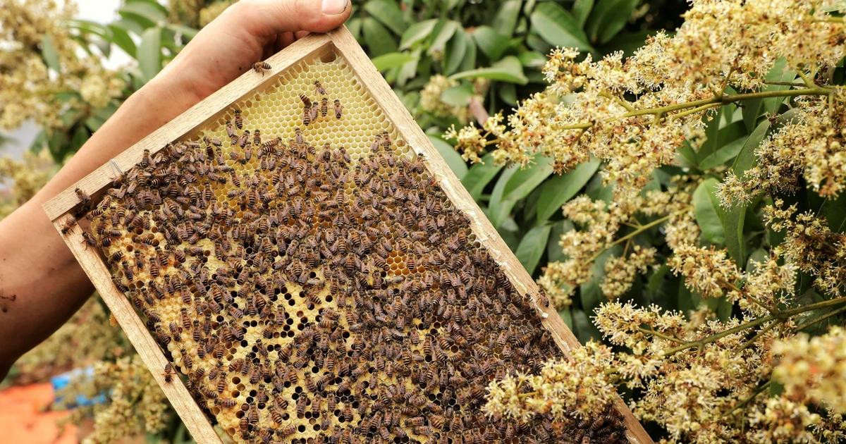 Là thủ phủ vải thiều chín sớm của huyện Tân Yên (Bắc Giang), xã Phúc Hòa hiện có trên 700ha vải. Thời điểm này vườn vải đều bung nở, thu hút hàng trăm đàn ong đến hút mật. (Ảnh: DANH LAM/TTXVN)