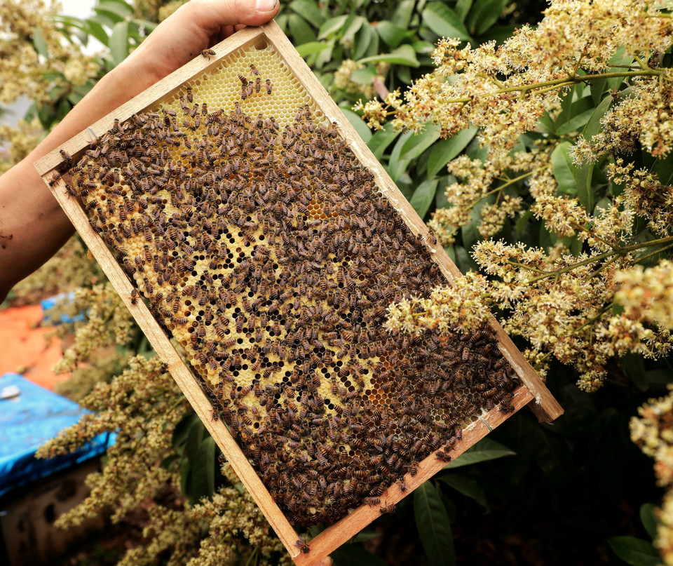 Tổ ong được đặt dưới các tán hoa vải chín sớm. Tổ ong được đặt dưới các tán hoa vải chín sớm.