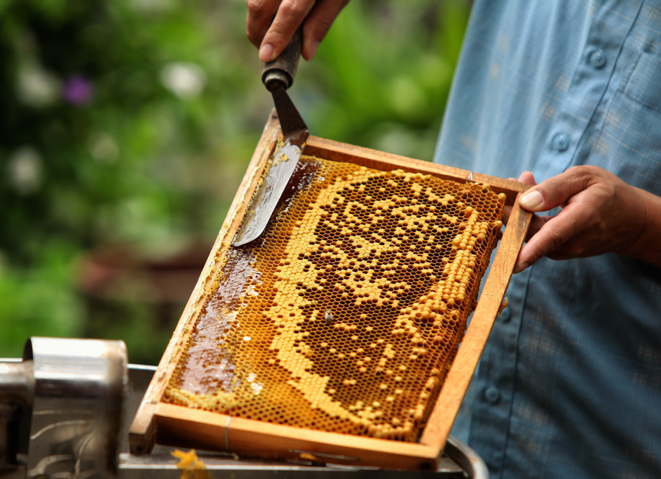 Năm nay, các hộ nuôi được thu hoạch mật ong vải sớm. Năm nay, các hộ nuôi được thu hoạch mật ong vải sớm.
