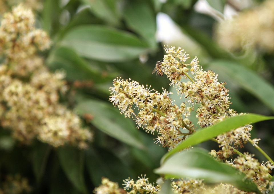 Hoa vải chín sớm thu hút ong đến. Hoa vải chín sớm thu hút ong đến.