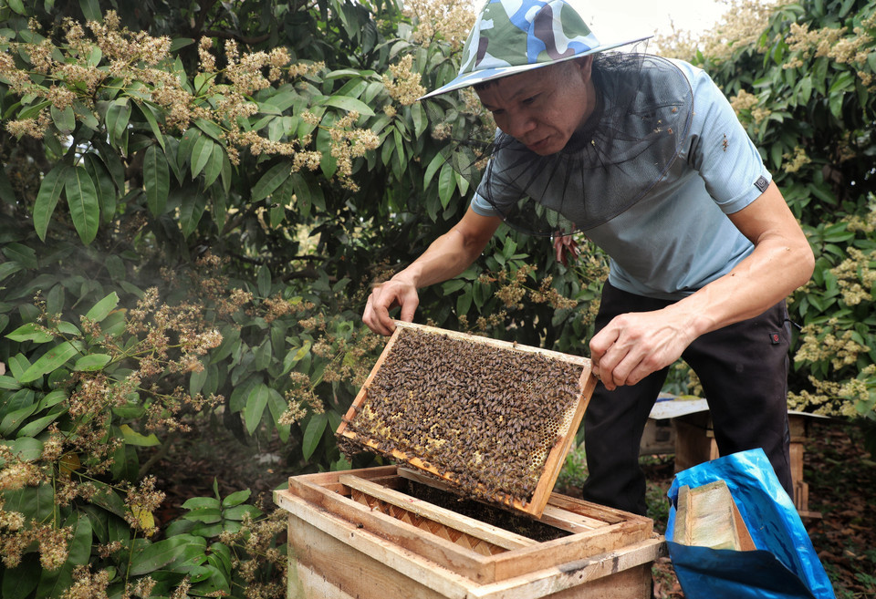 Người dân mở tổ ong trong thùng gỗ để thu hoạch mật ong. Người dân mở tổ ong trong thùng gỗ để thu hoạch mật ong.