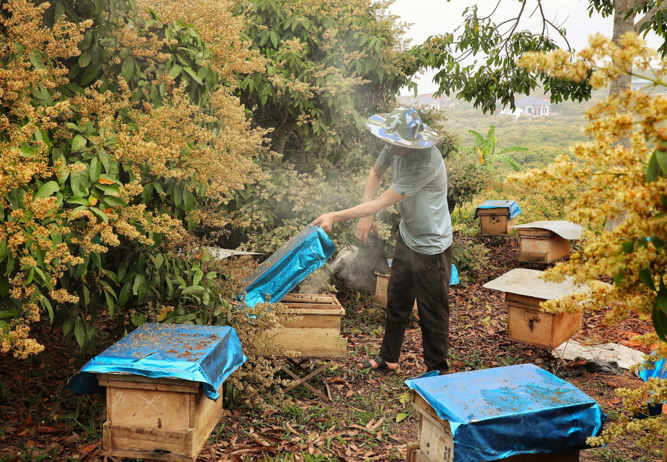 Hợp tác xã nuôi ong Phồn Nhị, xã Phúc Hòa có hơn 400 đàn ong mật bản địa, dự kiến thu hoạch 1,5 nghìn lít mật. Hợp tác xã nuôi ong Phồn Nhị, xã Phúc Hòa có hơn 400 đàn ong mật bản địa, dự kiến thu hoạch 1,5 nghìn lít mật.