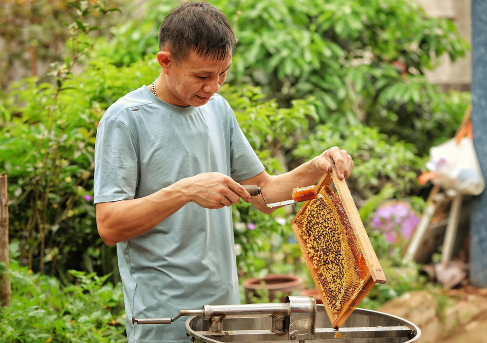 Thu hoạch mật ong tại Hợp tác xã Nuôi ong Phồn Nhị, xã Phúc Hòa. Thu hoạch mật ong tại Hợp tác xã Nuôi ong Phồn Nhị, xã Phúc Hòa.