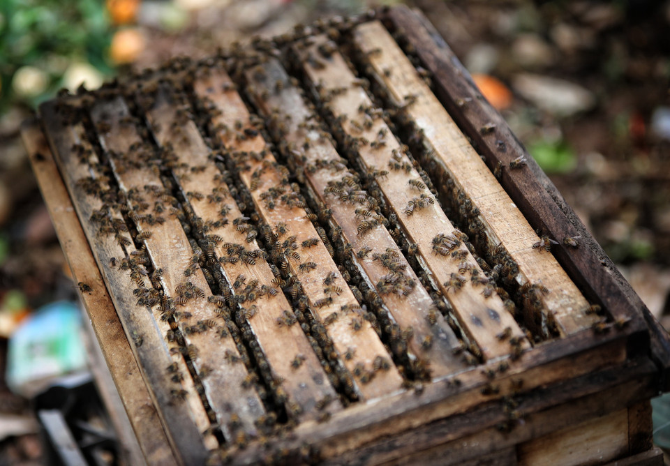 Tổ ong được đặt dưới các tán hoa vải chín sớm. Tổ ong được đặt dưới các tán hoa vải chín sớm.