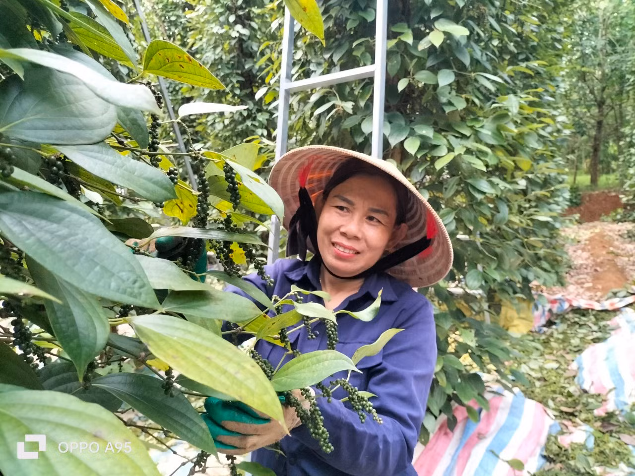 Người dân thu hoạch vườn tiêu.