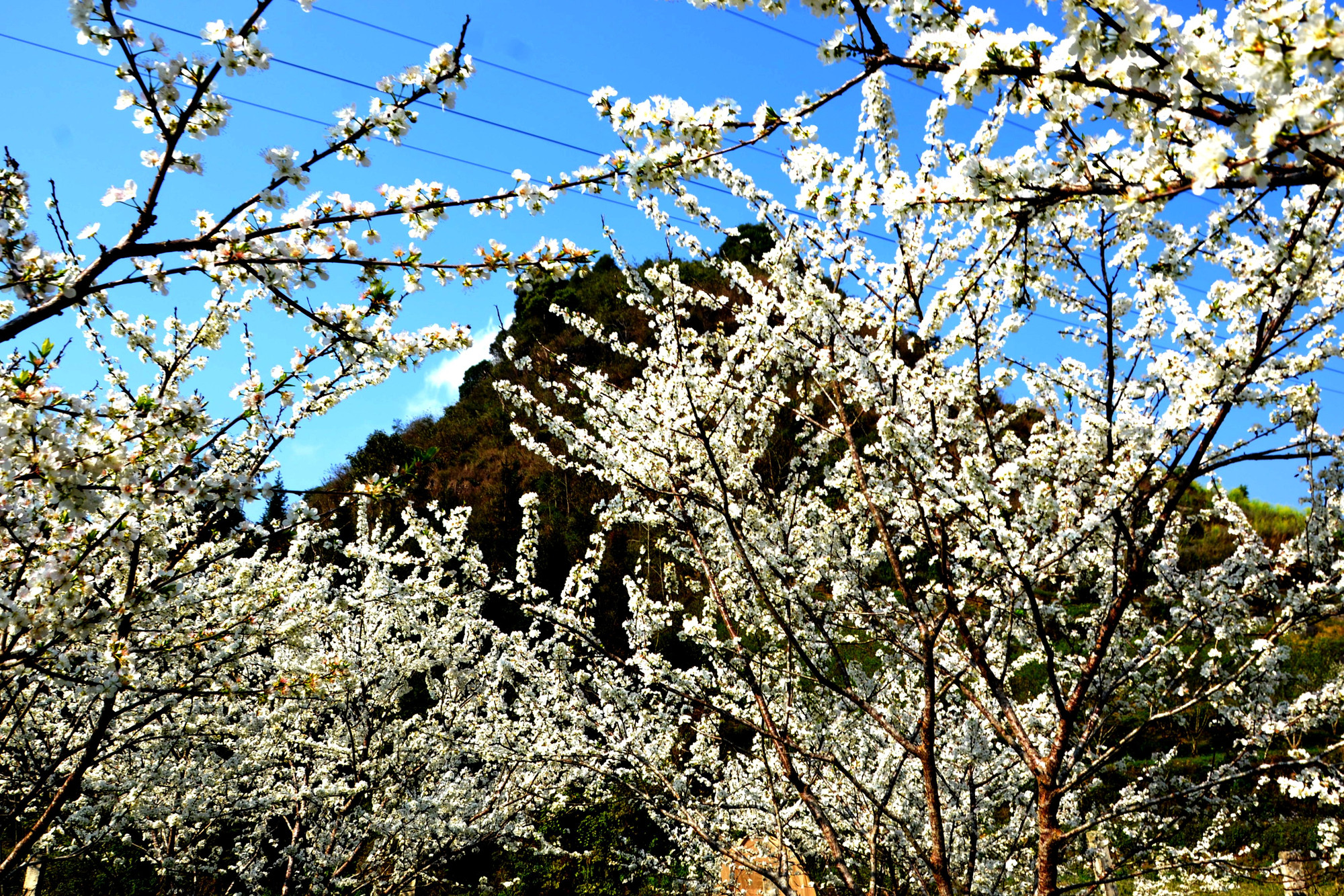 Loài hoa mận tinh khôi đặc trưng cho sắc màu Tây Bắc ngày xuân. (Ảnh: QUỐC HỒNG)