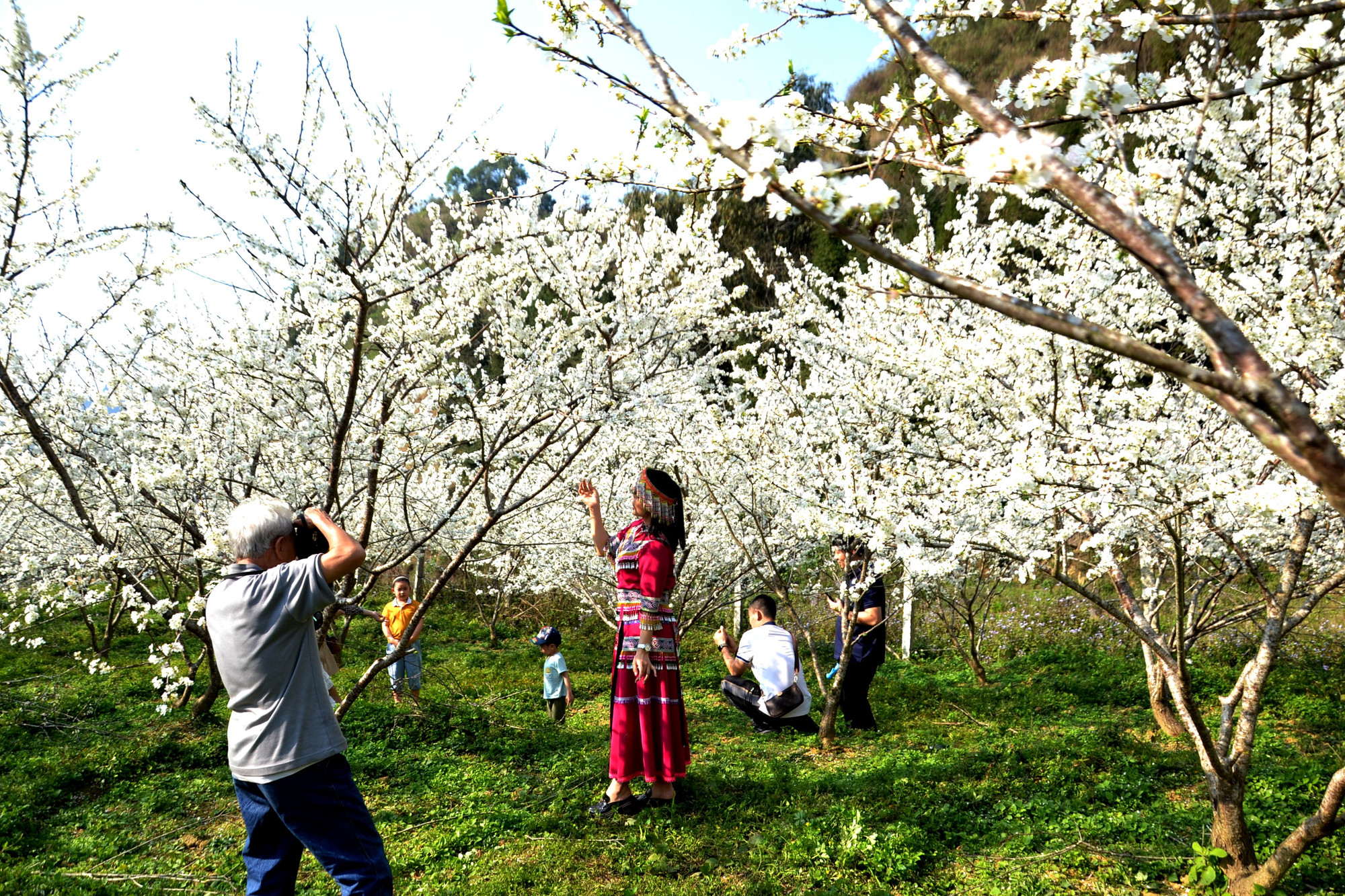 Rất đông du khách tìm đến Bắc Hà thưởng ngoạn và trải nghiệm cùng sắc trắng mận Tam Hoa bung nở. (Ảnh: QUỐC HỒNG)