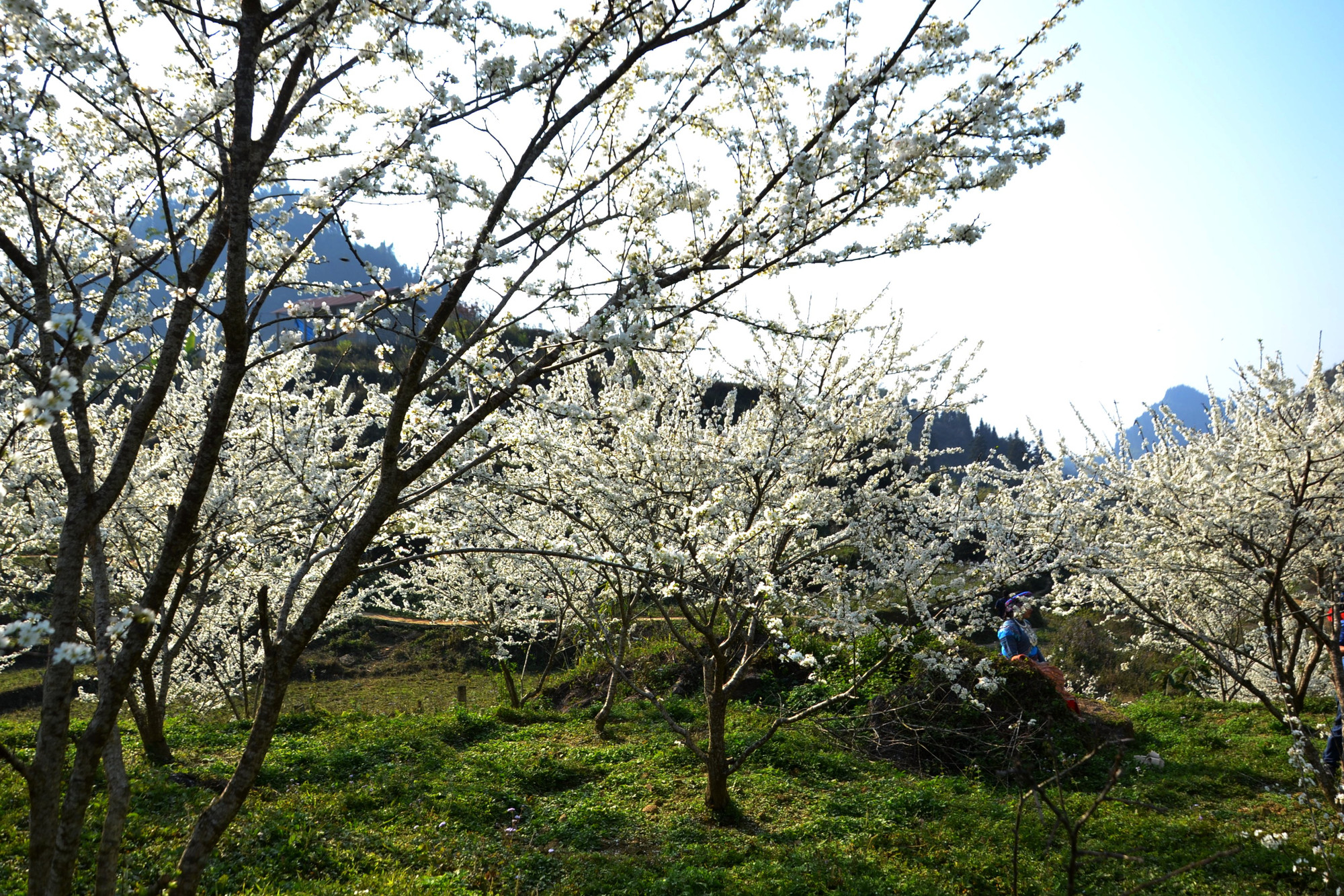 Ai cũng mê mẩn trước sắc trắng tinh khôi của mùa hoa mận Bắc Hà-Lào Cai. (Ảnh: QUỐC HỒNG)