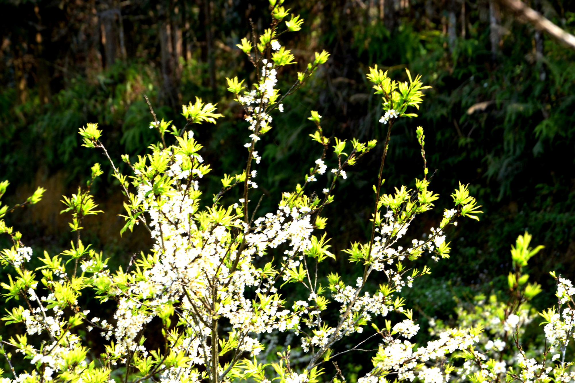 Hoa bừng nở mỗi dịp xuân về. (Ảnh: QUỐC HỒNG)