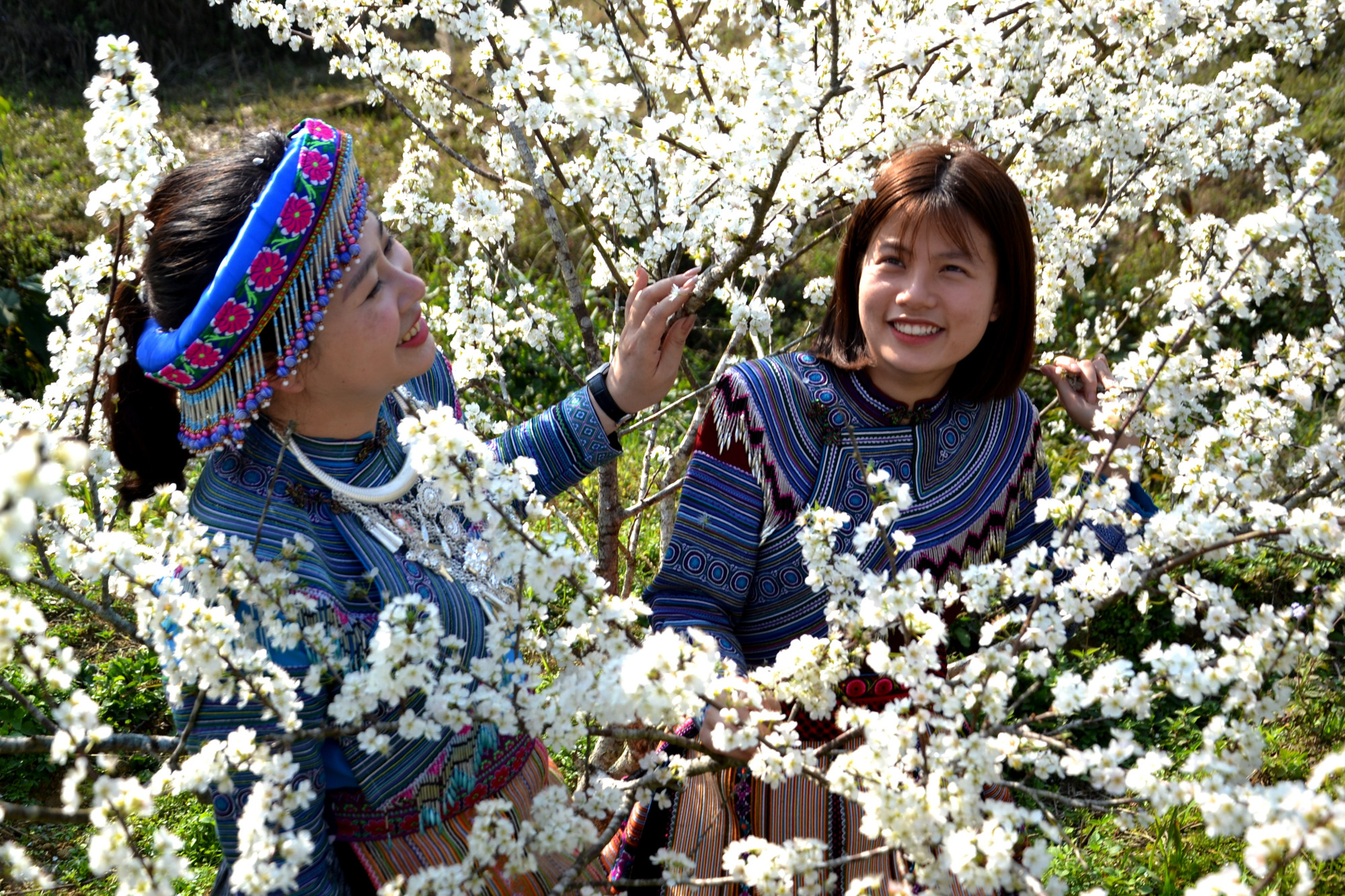 Những cô gái trẻ vùng cao, khoác lên mình chiếc váy sắc màu, xúng xính nở nụ cười ngọt ngào, e lệ bên những vườn hoa mận tinh khôi. (Ảnh: QUỐC HỒNG)