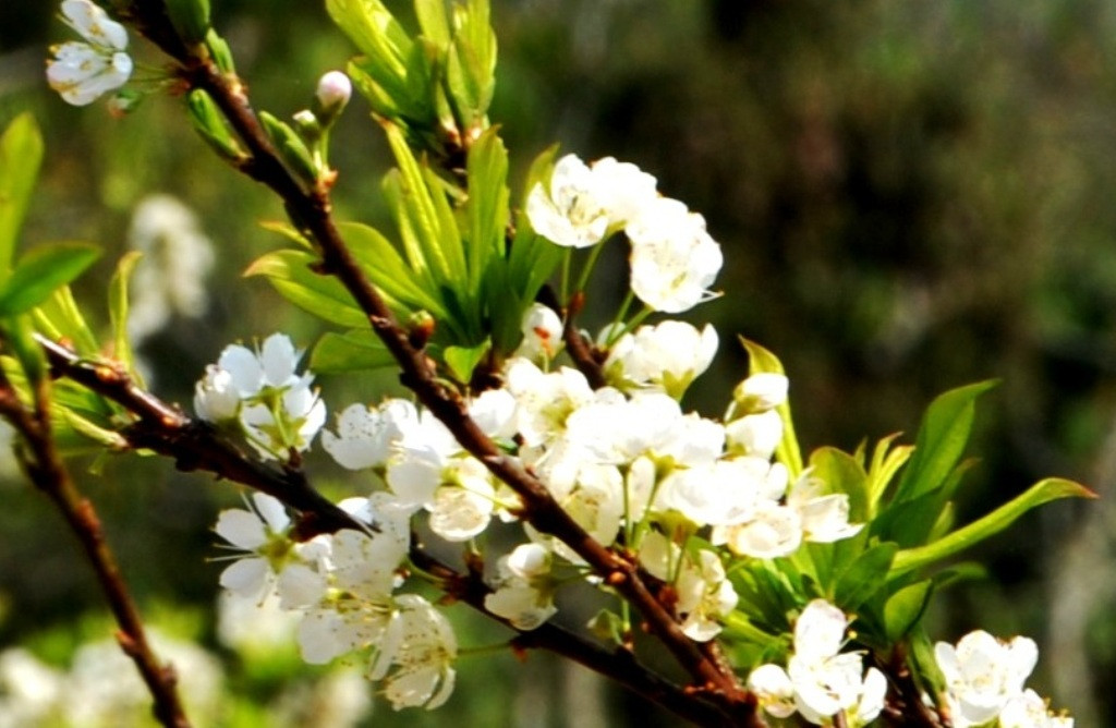 Hoa mận Tam Hoa lung linh trong ánh mặt trời ngày xuân. (Ảnh: QUỐC HỒNG)