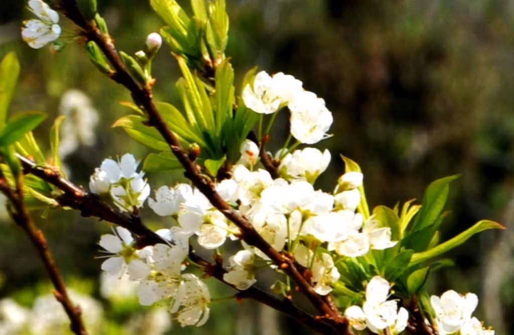 Hoa mận Tam Hoa lung linh trong ánh mặt trời ngày xuân. (Ảnh: QUỐC HỒNG) Hoa mận Tam Hoa lung linh trong ánh mặt trời ngày xuân. (Ảnh: QUỐC HỒNG)