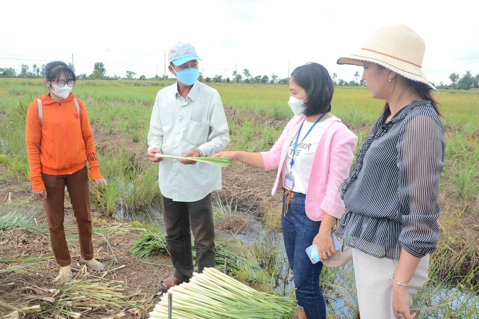 Mô hình trồng sả ở huyện Tân Phú Đông.