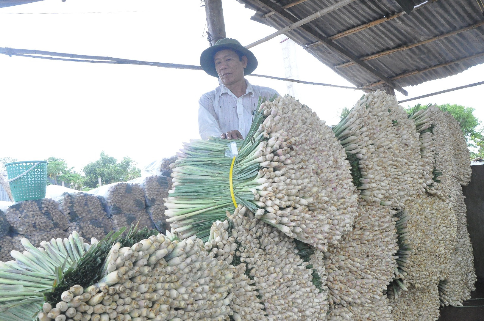 Cây sả được xem là cây xóa đói giảm nghèo ở huyện Tân Phú Đông.