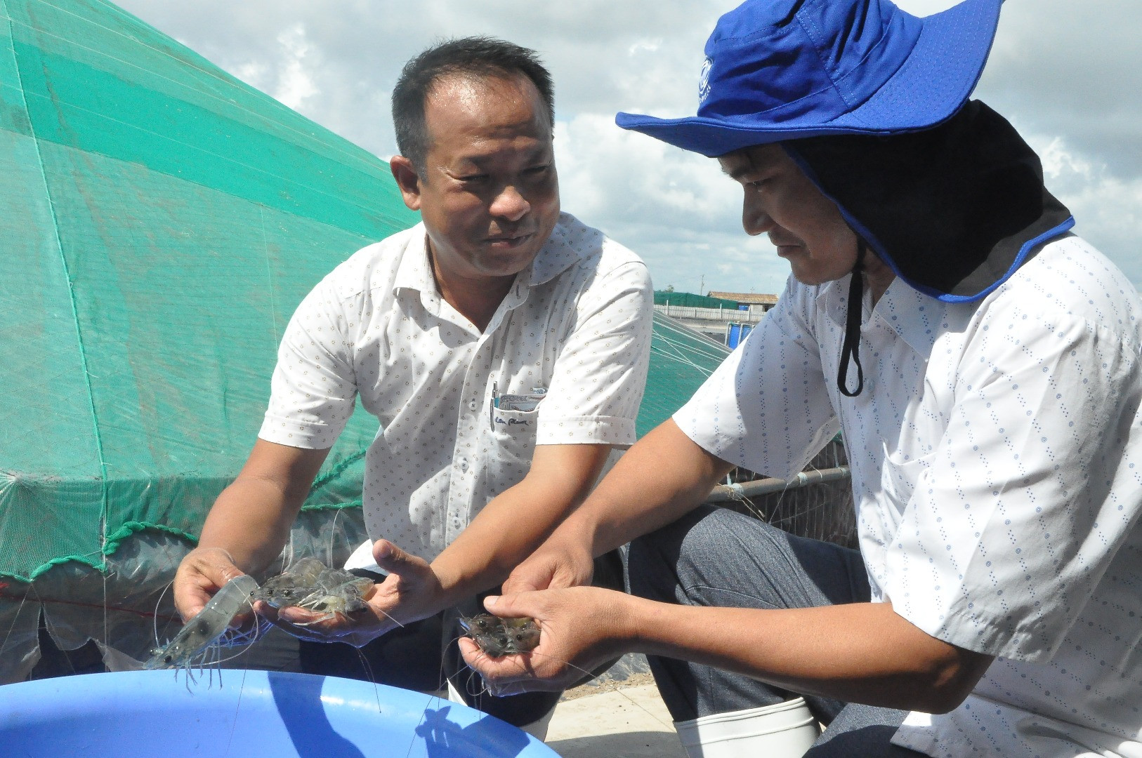 Tôm nuôi theo công nghệ cao ở huyện Tân Phú Đông.