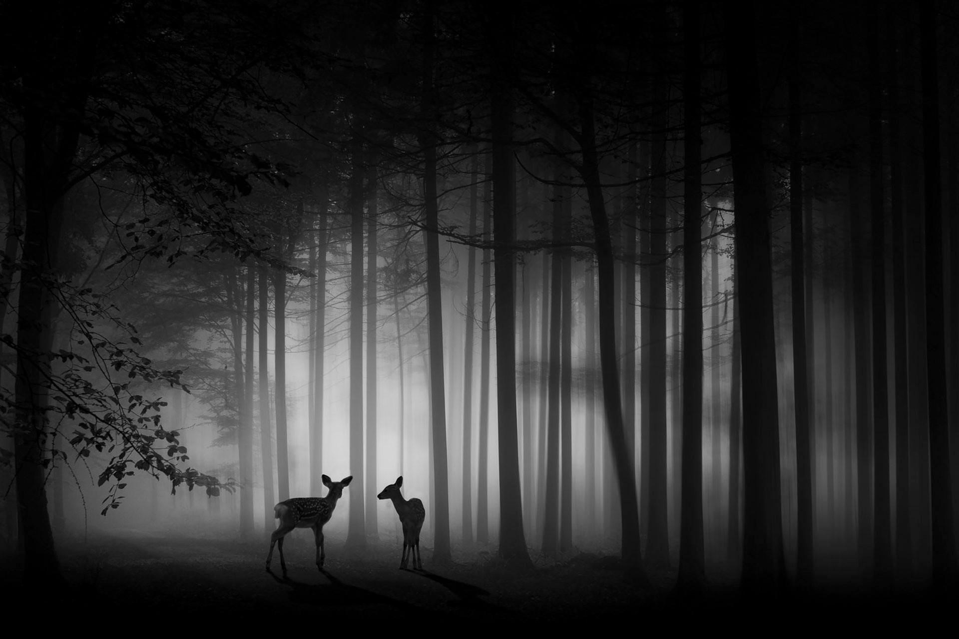 Tác phẩm "Foggy dawn" của tác giả Ma Yaping (Trung Quốc), Huy chương Vàng ISF, đề tài tự do cho ảnh đơn sắc.