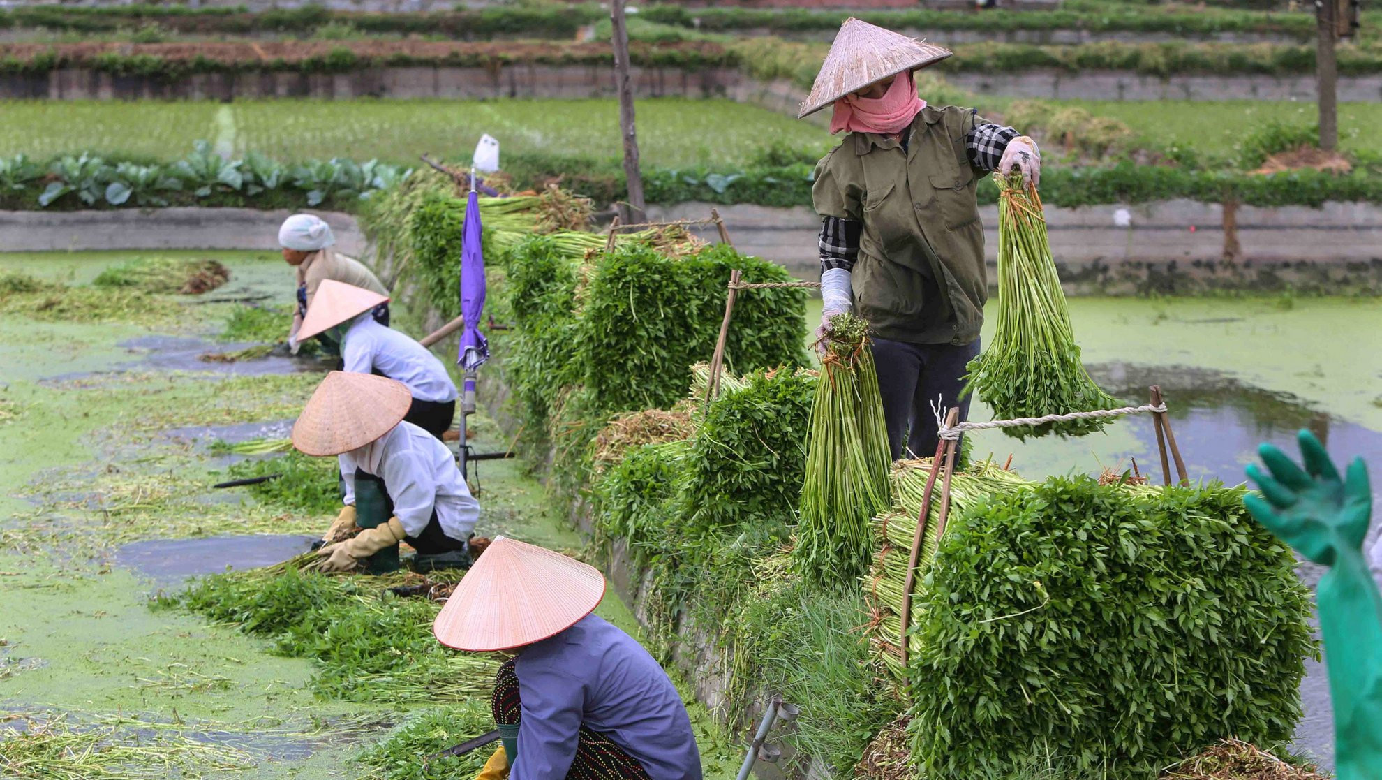 Từ một nền kinh tế nông nghiệp khép kín, Việt Nam đã viết nên một trong những câu chuyện thành công nhất về quá trình chuyển đổi kinh tế ở châu Á. (Ảnh: THÀNH ĐẠT)